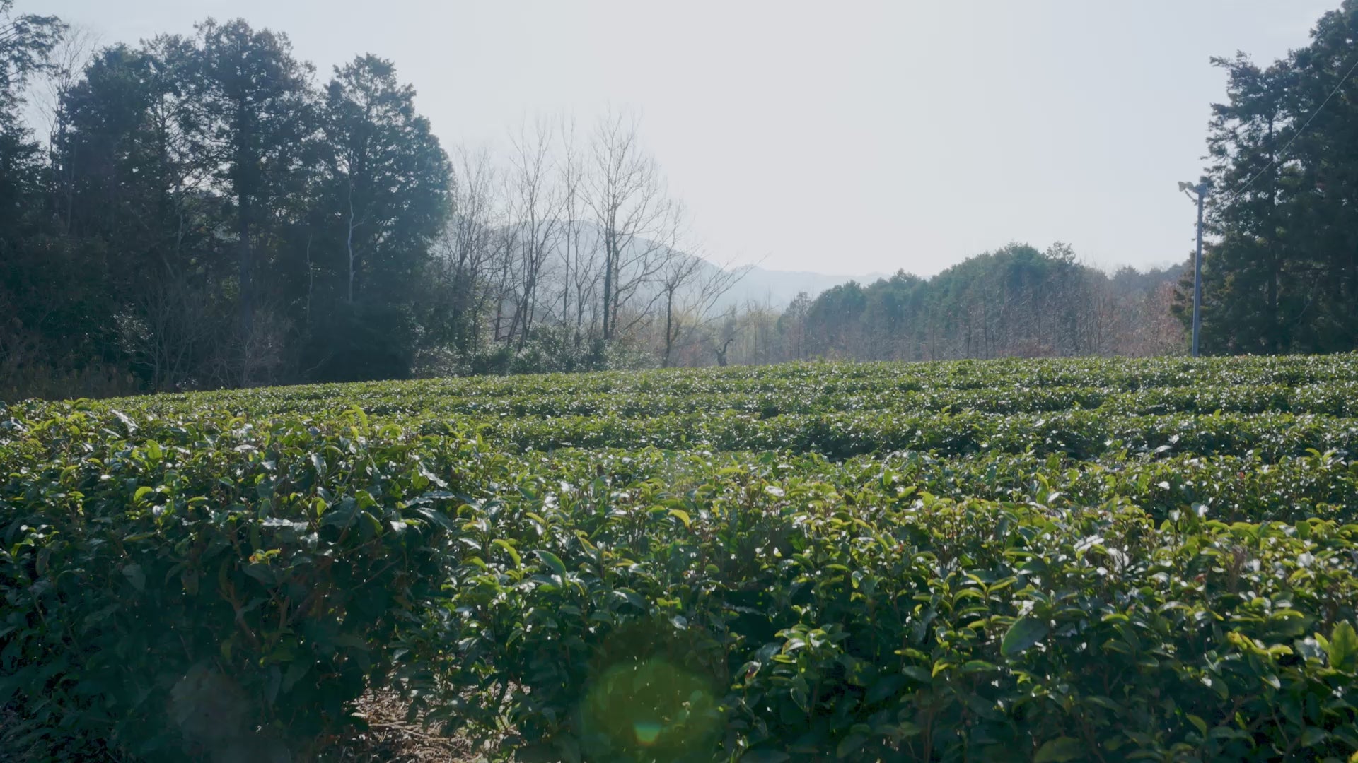 Load video: Video of a matcha farm in Mie for Ise Matcha also known as Ise-Cha