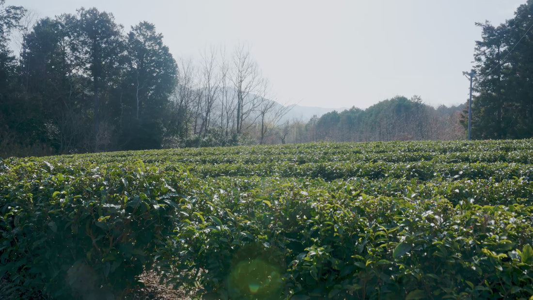 Video of a matcha farm in Mie for Ise Matcha also known as Ise-Cha